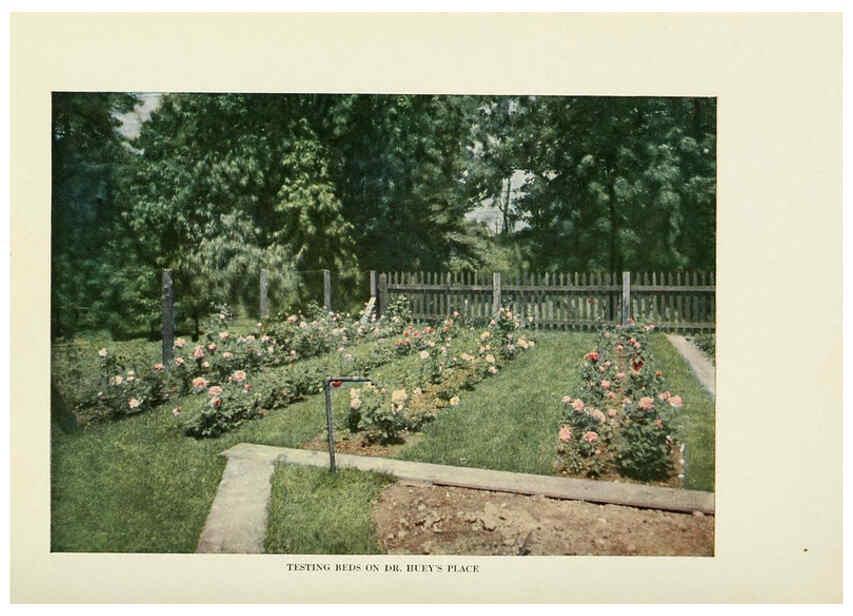Reproducción/Reproduction 6308659585: The practical book of outdoor rose growing for the home garden Philadelphia and London,J.B. Lippincott, Co.,1920