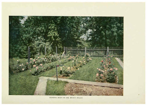 Reproducción/Reproduction 6308659585: The practical book of outdoor rose growing for the home garden Philadelphia and London,J.B. Lippincott, Co.,1920