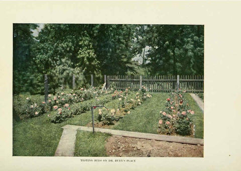 Reproducción/Reproduction 6308659585: The practical book of outdoor rose growing for the home garden Philadelphia and London,J.B. Lippincott, Co.,1920