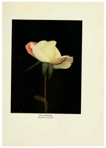 Reproducción/Reproduction 6309180582: The practical book of outdoor rose growing for the home garden Philadelphia and London,J.B. Lippincott, Co.,1920