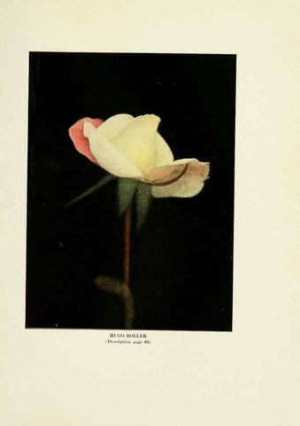 Reproducción/Reproduction 6309180582: The practical book of outdoor rose growing for the home garden Philadelphia and London,J.B. Lippincott, Co.,1920