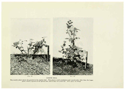 Reproducción/Reproduction 6308660145: The practical book of outdoor rose growing for the home garden Philadelphia and London,J.B. Lippincott, Co.,1920