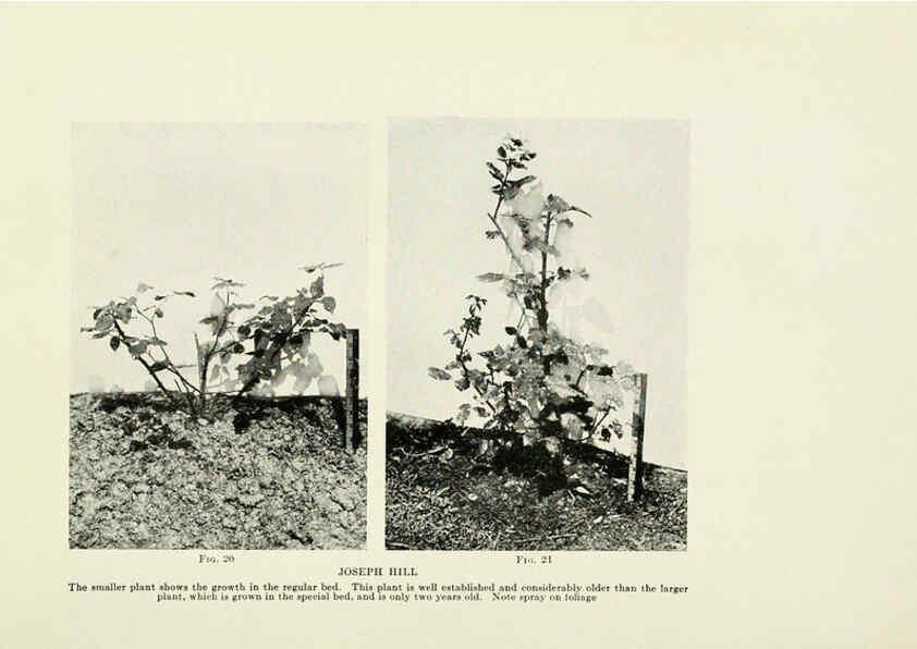 Reproducción/Reproduction 6308660145: The practical book of outdoor rose growing for the home garden Philadelphia and London,J.B. Lippincott, Co.,1920
