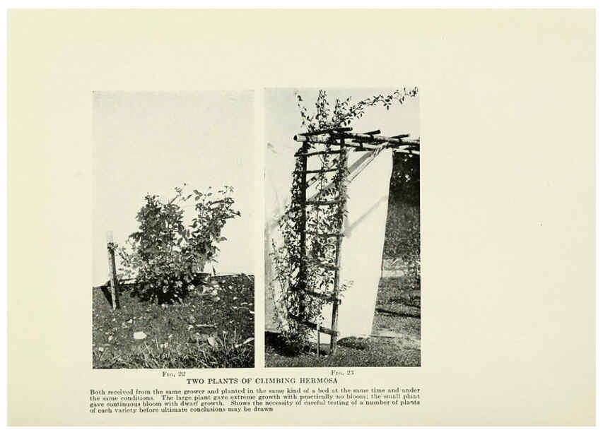 Reproducción/Reproduction 6309181108: The practical book of outdoor rose growing for the home garden Philadelphia and London,J.B. Lippincott, Co.,1920