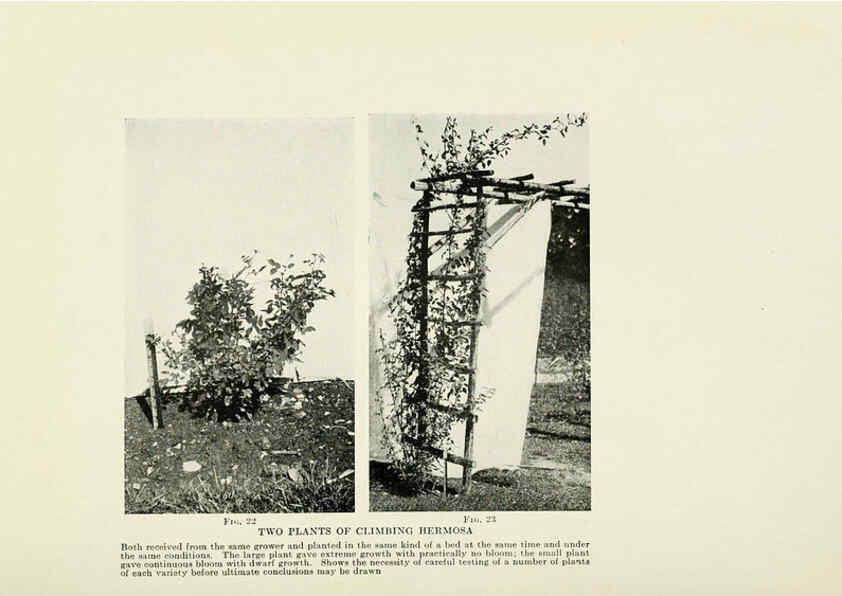 Reproducción/Reproduction 6309181108: The practical book of outdoor rose growing for the home garden Philadelphia and London,J.B. Lippincott, Co.,1920