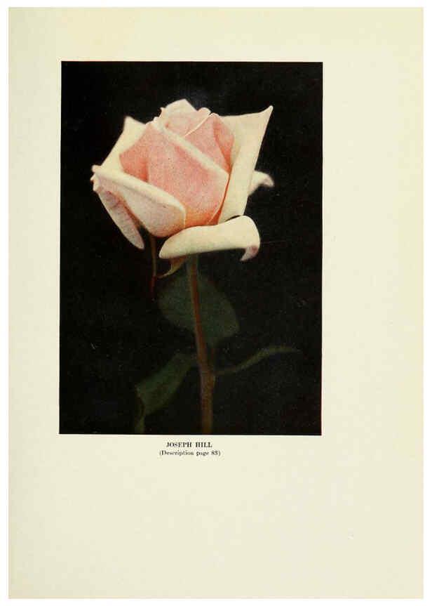 Reproducción/Reproduction 6309181264: The practical book of outdoor rose growing for the home garden Philadelphia and London,J.B. Lippincott, Co.,1920