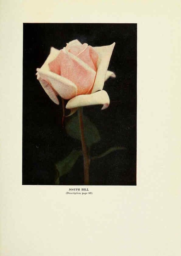 Reproducción/Reproduction 6309181264: The practical book of outdoor rose growing for the home garden Philadelphia and London,J.B. Lippincott, Co.,1920
