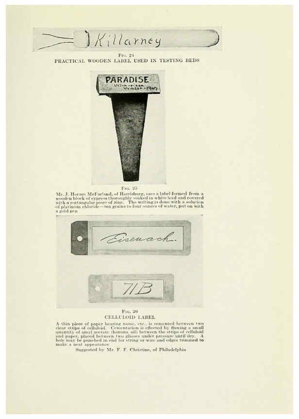 Reproducción/Reproduction 6309181414: The practical book of outdoor rose growing for the home garden Philadelphia and London,J.B. Lippincott, Co.,1920