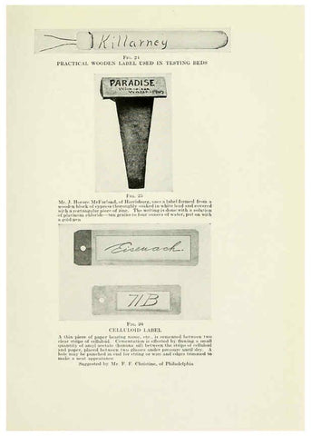 Reproducción/Reproduction 6309181414: The practical book of outdoor rose growing for the home garden Philadelphia and London,J.B. Lippincott, Co.,1920