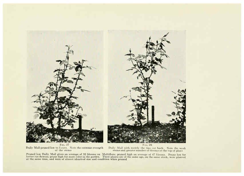 Reproducción/Reproduction 6309181586: The practical book of outdoor rose growing for the home garden Philadelphia and London,J.B. Lippincott, Co.,1920