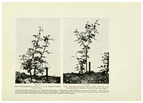 Reproducción/Reproduction 6309181586: The practical book of outdoor rose growing for the home garden Philadelphia and London,J.B. Lippincott, Co.,1920