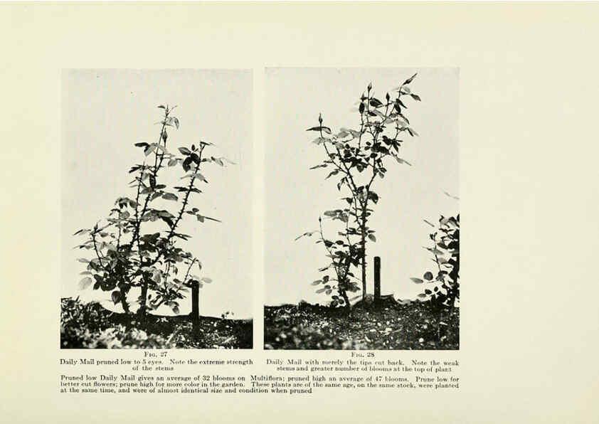 Reproducción/Reproduction 6309181586: The practical book of outdoor rose growing for the home garden Philadelphia and London,J.B. Lippincott, Co.,1920