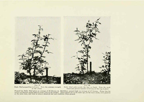 Reproducción/Reproduction 6309181586: The practical book of outdoor rose growing for the home garden Philadelphia and London,J.B. Lippincott, Co.,1920