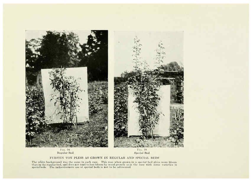 Reproducción/Reproduction 6308659301: The practical book of outdoor rose growing for the home garden Philadelphia and London,J.B. Lippincott, Co.,1920
