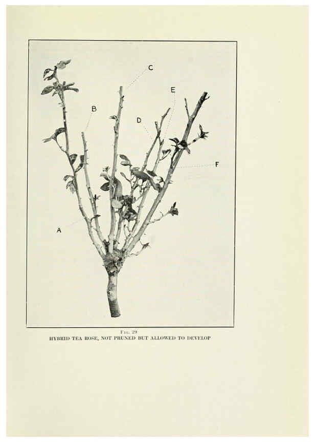 Reproducción/Reproduction 6308660903: The practical book of outdoor rose growing for the home garden Philadelphia and London,J.B. Lippincott, Co.,1920