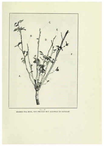 Reproducción/Reproduction 6308660903: The practical book of outdoor rose growing for the home garden Philadelphia and London,J.B. Lippincott, Co.,1920