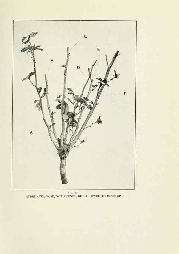 Reproducción/Reproduction 6308660903: The practical book of outdoor rose growing for the home garden Philadelphia and London,J.B. Lippincott, Co.,1920