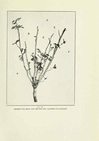 Reproducción/Reproduction 6308660903: The practical book of outdoor rose growing for the home garden Philadelphia and London,J.B. Lippincott, Co.,1920