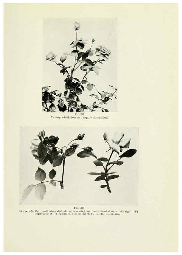 Reproducción/Reproduction 6308661205: The practical book of outdoor rose growing for the home garden Philadelphia and London,J.B. Lippincott, Co.,1920