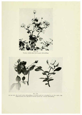 Reproducción/Reproduction 6308661205: The practical book of outdoor rose growing for the home garden Philadelphia and London,J.B. Lippincott, Co.,1920