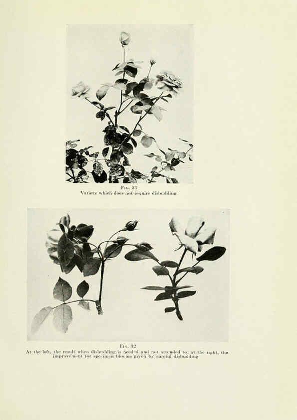 Reproducción/Reproduction 6308661205: The practical book of outdoor rose growing for the home garden Philadelphia and London,J.B. Lippincott, Co.,1920