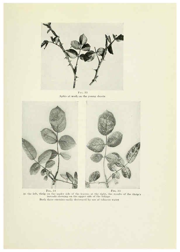 Reproducción/Reproduction 6309182220: The practical book of outdoor rose growing for the home garden Philadelphia and London,J.B. Lippincott, Co.,1920