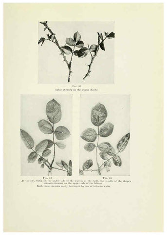 Reproducción/Reproduction 6309182220: The practical book of outdoor rose growing for the home garden Philadelphia and London,J.B. Lippincott, Co.,1920