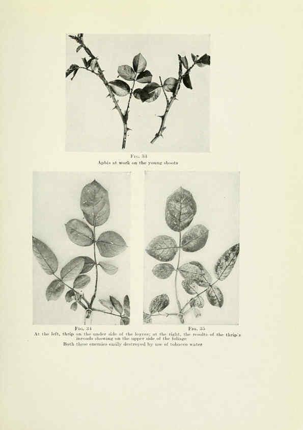 Reproducción/Reproduction 6309182220: The practical book of outdoor rose growing for the home garden Philadelphia and London,J.B. Lippincott, Co.,1920