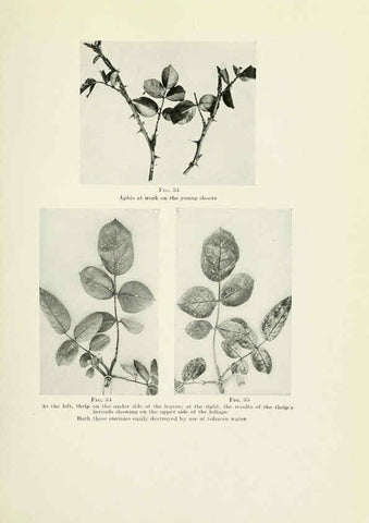 Reproducción/Reproduction 6309182220: The practical book of outdoor rose growing for the home garden Philadelphia and London,J.B. Lippincott, Co.,1920