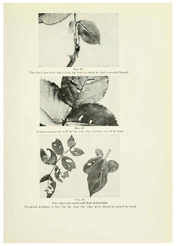 Reproducción/Reproduction 6309182376: The practical book of outdoor rose growing for the home garden Philadelphia and London,J.B. Lippincott, Co.,1920