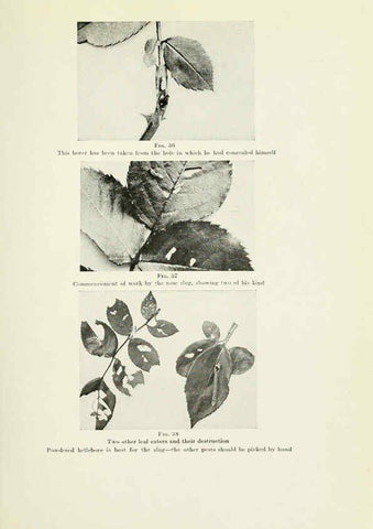 Reproducción/Reproduction 6309182376: The practical book of outdoor rose growing for the home garden Philadelphia and London,J.B. Lippincott, Co.,1920