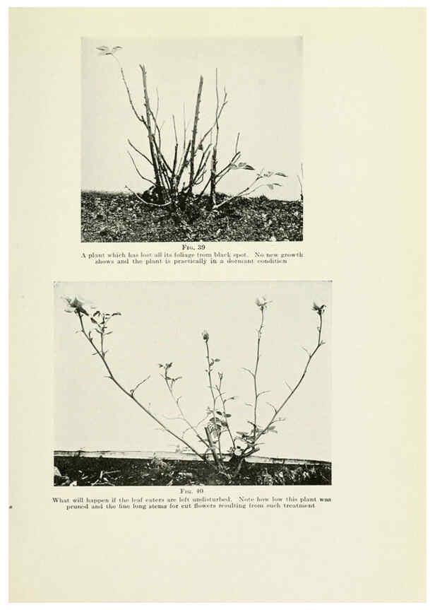 Reproducción/Reproduction 6309182494: The practical book of outdoor rose growing for the home garden Philadelphia and London,J.B. Lippincott, Co.,1920