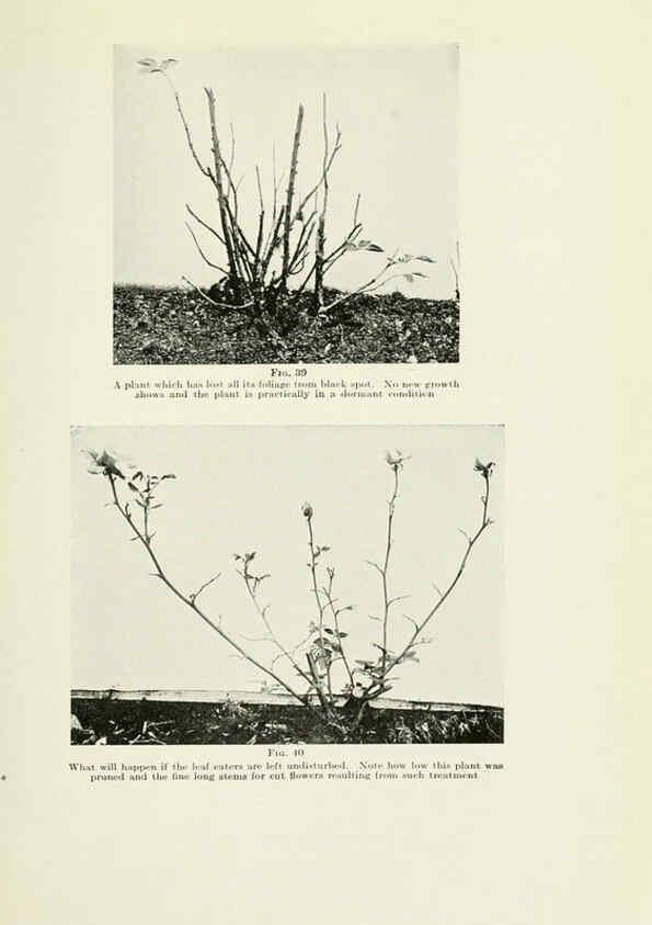 Reproducción/Reproduction 6309182494: The practical book of outdoor rose growing for the home garden Philadelphia and London,J.B. Lippincott, Co.,1920