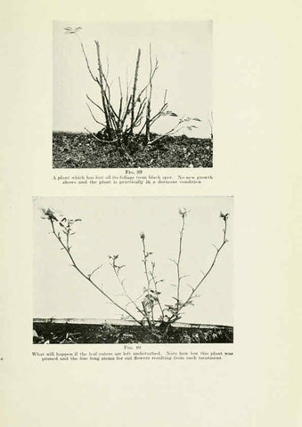 Reproducción/Reproduction 6309182494: The practical book of outdoor rose growing for the home garden Philadelphia and London,J.B. Lippincott, Co.,1920