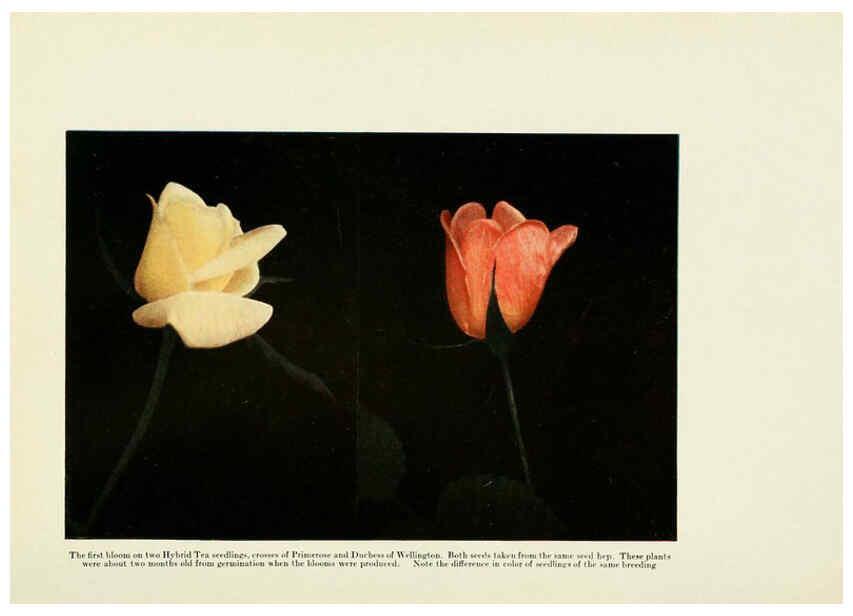 Reproducción/Reproduction 6308661887: The practical book of outdoor rose growing for the home garden Philadelphia and London,J.B. Lippincott, Co.,1920