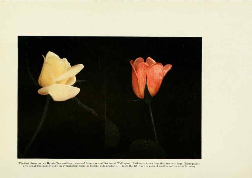 Reproducción/Reproduction 6308661887: The practical book of outdoor rose growing for the home garden Philadelphia and London,J.B. Lippincott, Co.,1920