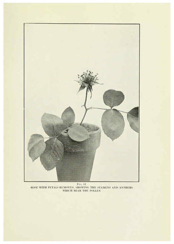 Reproducción/Reproduction 6308662005: The practical book of outdoor rose growing for the home garden Philadelphia and London,J.B. Lippincott, Co.,1920