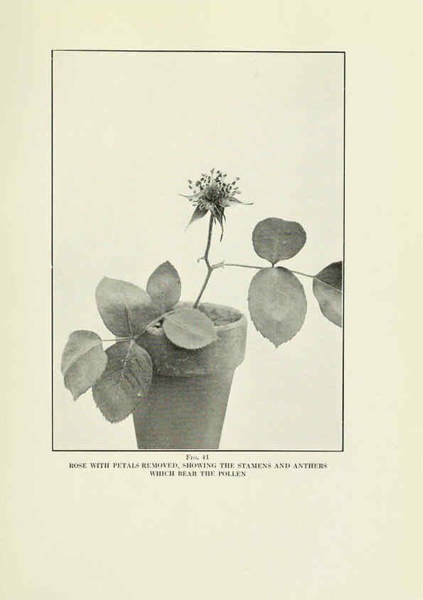 Reproducción/Reproduction 6308662005: The practical book of outdoor rose growing for the home garden Philadelphia and London,J.B. Lippincott, Co.,1920