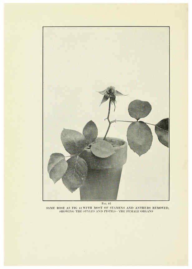Reproducción/Reproduction 6308662151: The practical book of outdoor rose growing for the home garden Philadelphia and London,J.B. Lippincott, Co.,1920