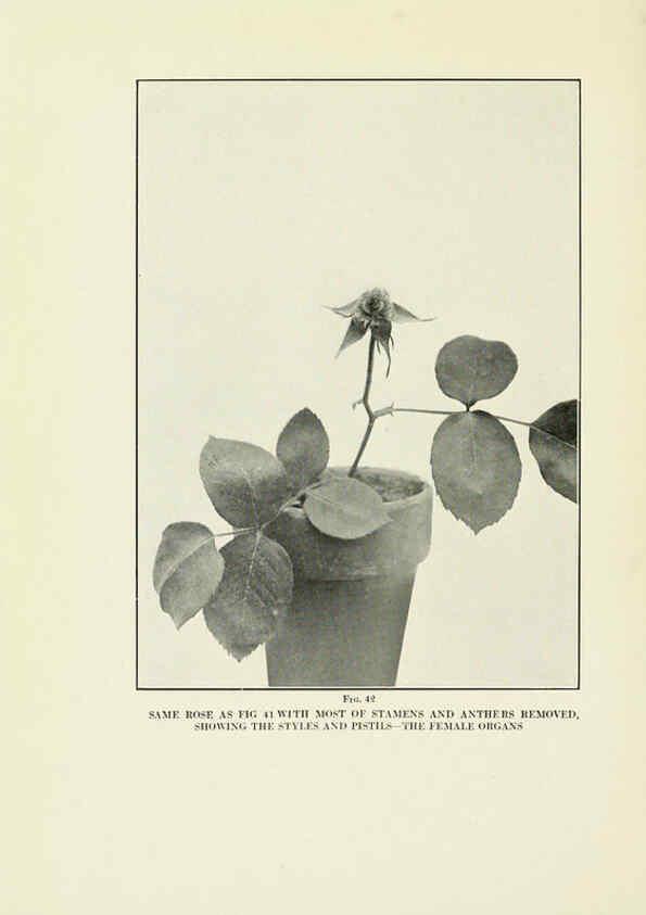 Reproducción/Reproduction 6308662151: The practical book of outdoor rose growing for the home garden Philadelphia and London,J.B. Lippincott, Co.,1920