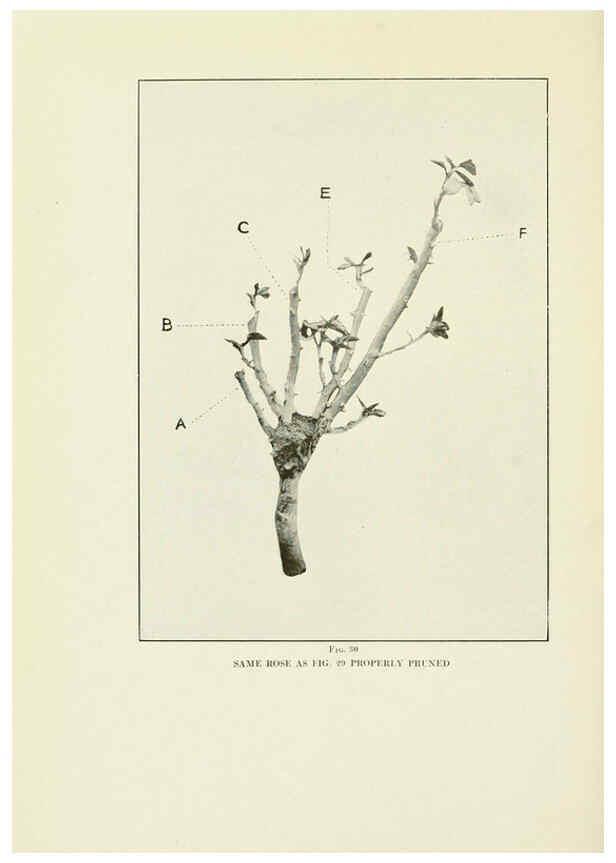 Reproducción/Reproduction 6309181864: The practical book of outdoor rose growing for the home garden Philadelphia and London,J.B. Lippincott, Co.,1920