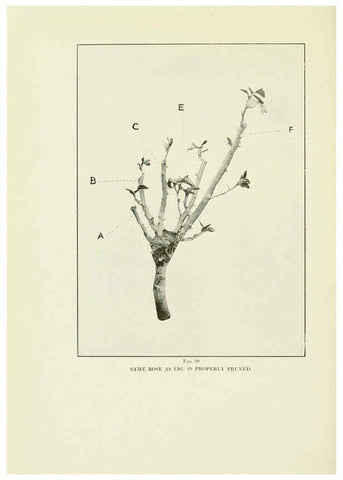 Reproducción/Reproduction 6309181864: The practical book of outdoor rose growing for the home garden Philadelphia and London,J.B. Lippincott, Co.,1920
