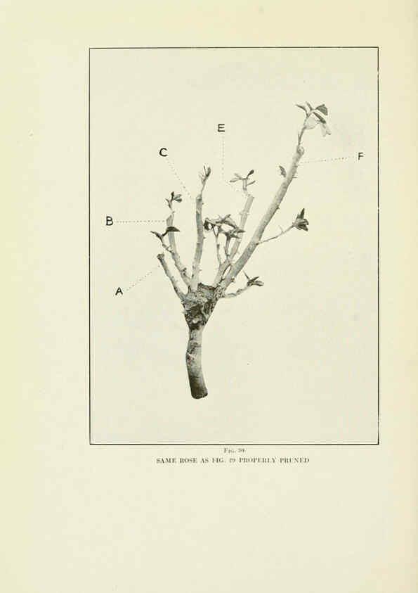 Reproducción/Reproduction 6309181864: The practical book of outdoor rose growing for the home garden Philadelphia and London,J.B. Lippincott, Co.,1920