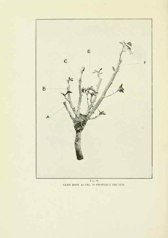 Reproducción/Reproduction 6309181864: The practical book of outdoor rose growing for the home garden Philadelphia and London,J.B. Lippincott, Co.,1920