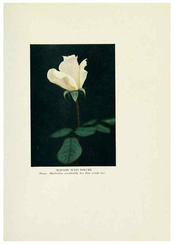 Reproducción/Reproduction 6309174364: The practical book of outdoor rose growing for the home garden Philadelphia and London,J.B. Lippincott, Co.,1920