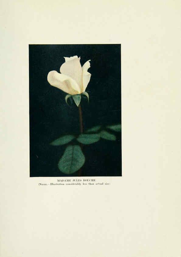 Reproducción/Reproduction 6309174364: The practical book of outdoor rose growing for the home garden Philadelphia and London,J.B. Lippincott, Co.,1920