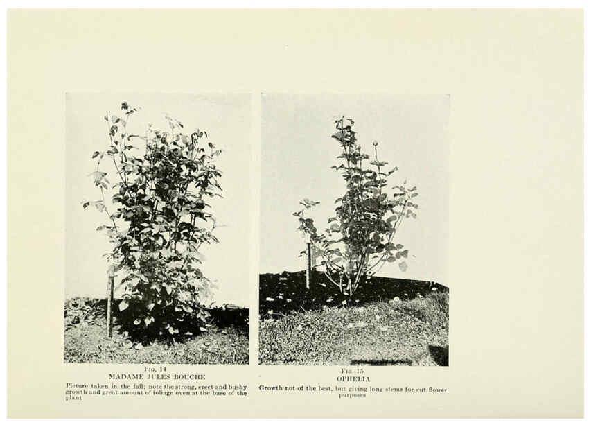 Reproducción/Reproduction 6308653257: The practical book of outdoor rose growing for the home garden Philadelphia and London,J.B. Lippincott, Co.,1920
