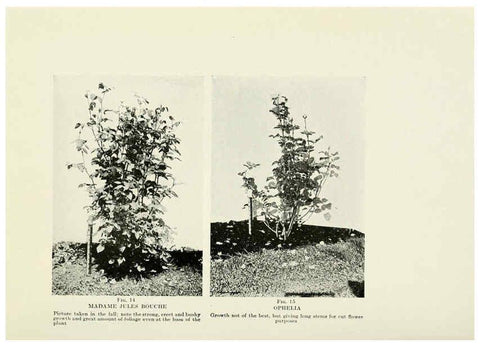 Reproducción/Reproduction 6308653257: The practical book of outdoor rose growing for the home garden Philadelphia and London,J.B. Lippincott, Co.,1920
