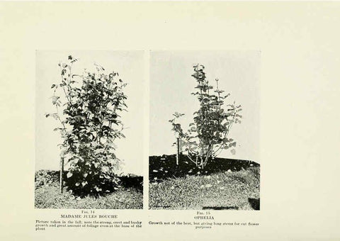 Reproducción/Reproduction 6308653257: The practical book of outdoor rose growing for the home garden Philadelphia and London,J.B. Lippincott, Co.,1920