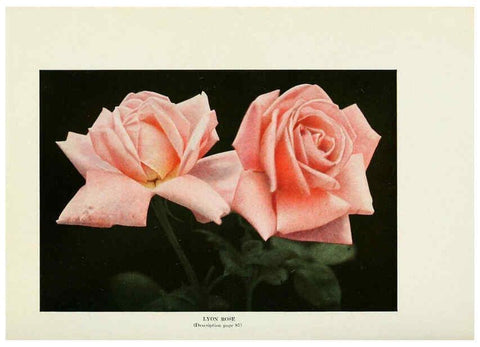 Reproducción/Reproduction 6308653097: The practical book of outdoor rose growing for the home garden Philadelphia and London,J.B. Lippincott, Co.,1920